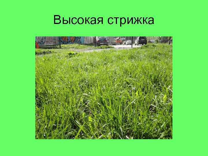 Высокая стрижка 