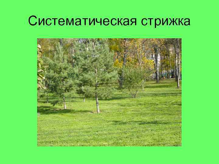 Систематическая стрижка 