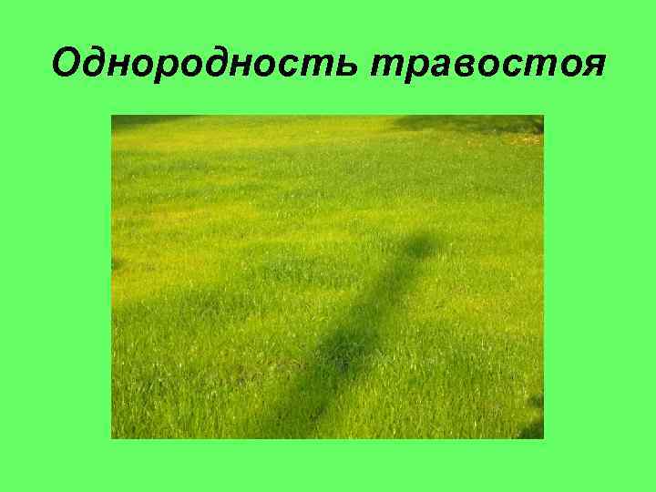 Однородность травостоя 