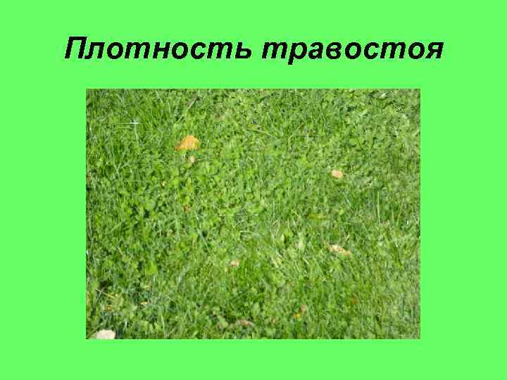 Плотность травостоя 