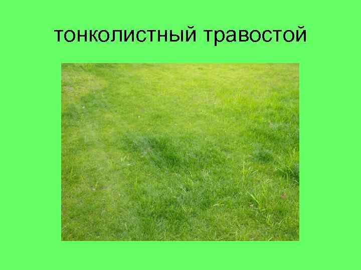 тонколистный травостой 