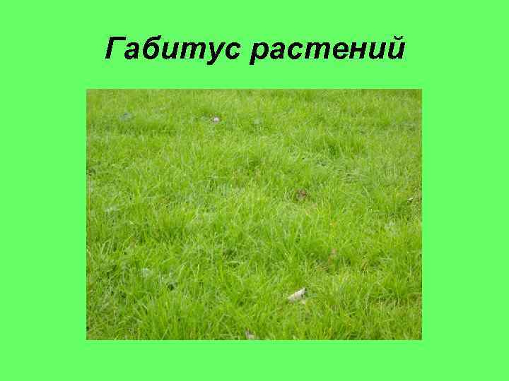 Габитус растений 