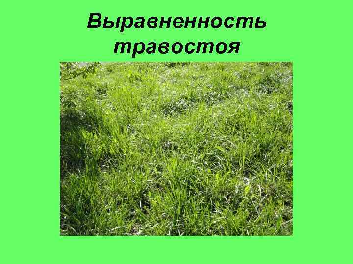 Выравненность травостоя 