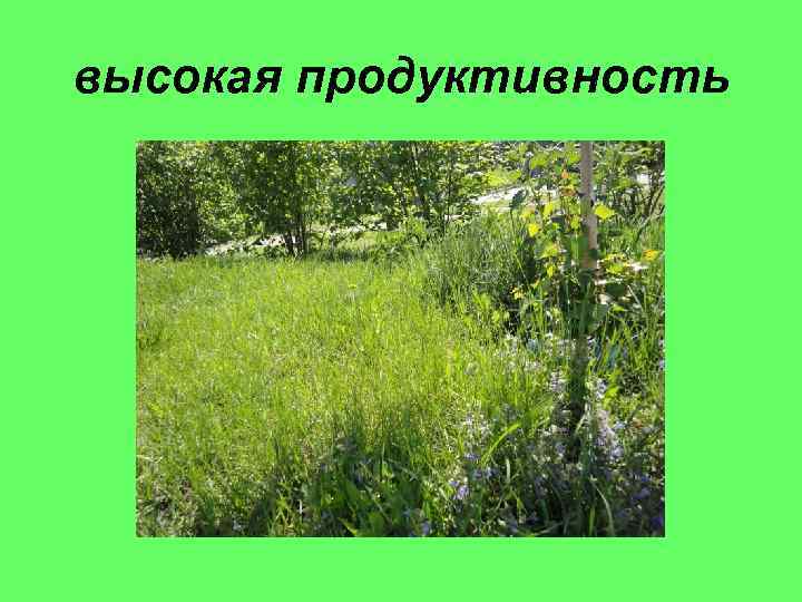 высокая продуктивность 
