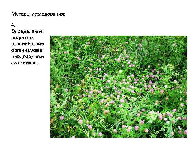 Методы исследования: 4. Определение видового разнообразия организмов в плодородном слое почвы. 