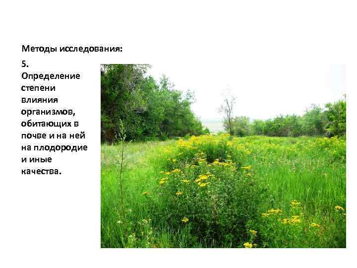 Методы исследования: 5. Определение степени влияния организмов, обитающих в почве и на ней на
