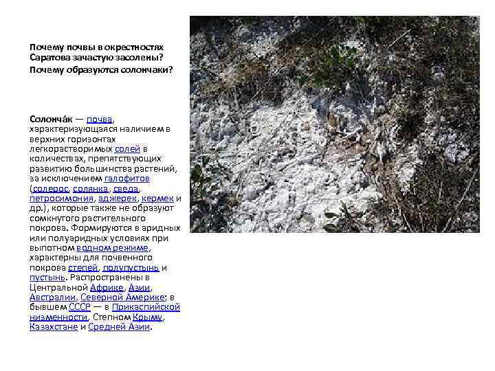 Почему почвы в окрестностях Саратова зачастую засолены? Почему образуются солончаки? Солонча к — почва,