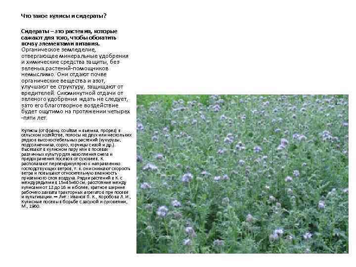 Что такое кулисы и сидераты? Сидераты – это растения, которые сажают для того, чтобы