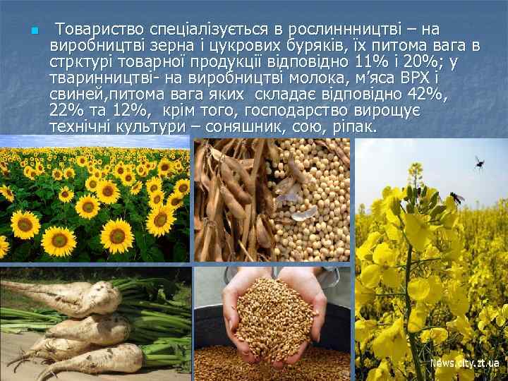 n Товариство спеціалізується в рослиннництві – на виробництві зерна і цукрових буряків, їх питома