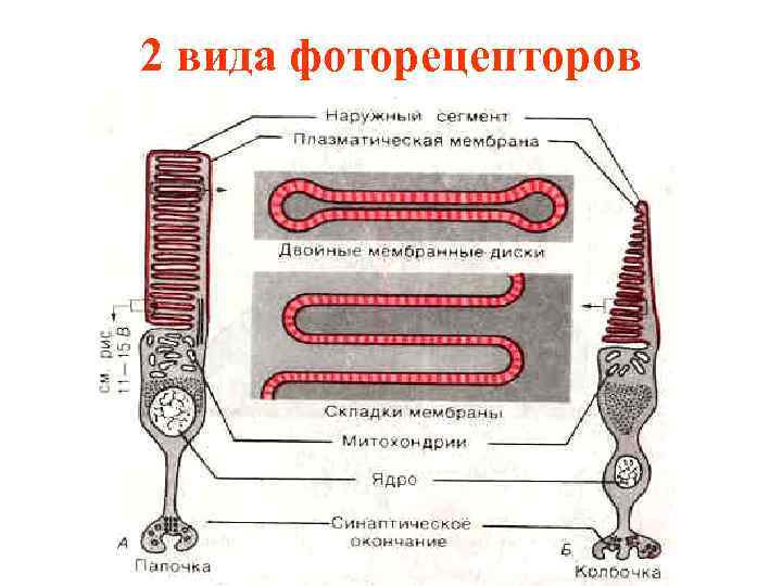 2 вида фоторецепторов 