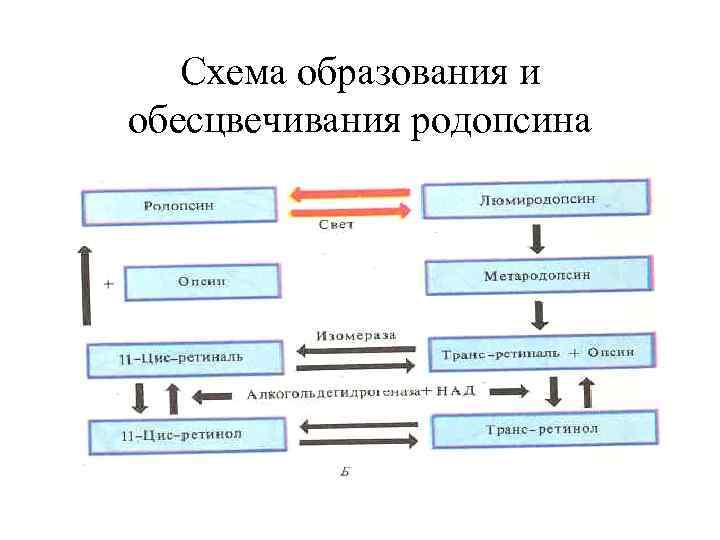 Схема образования и обесцвечивания родопсина 