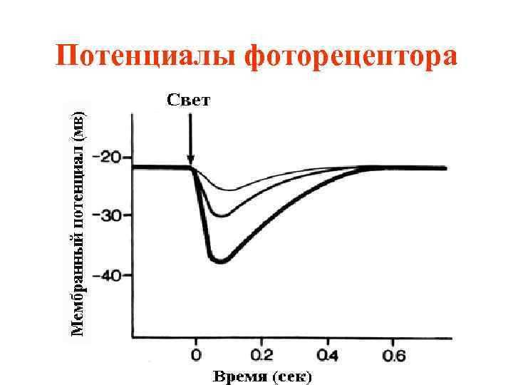 Потенциалы фоторецептора 