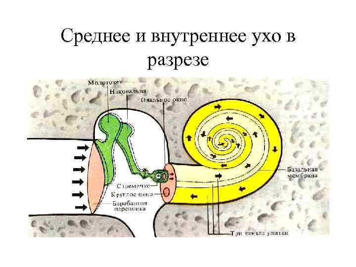 Среднее и внутреннее ухо в разрезе 