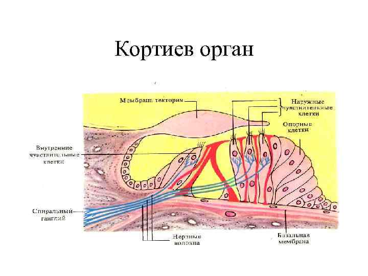 Кортиев орган 