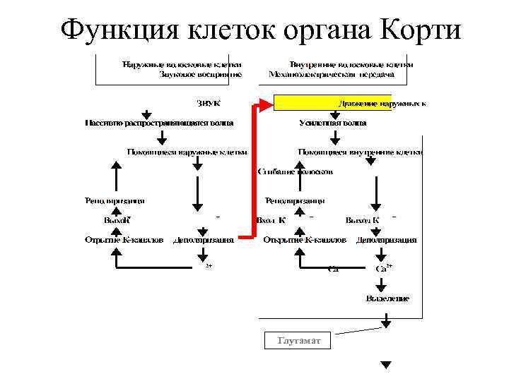 Функция клеток органа Корти Глутамат 