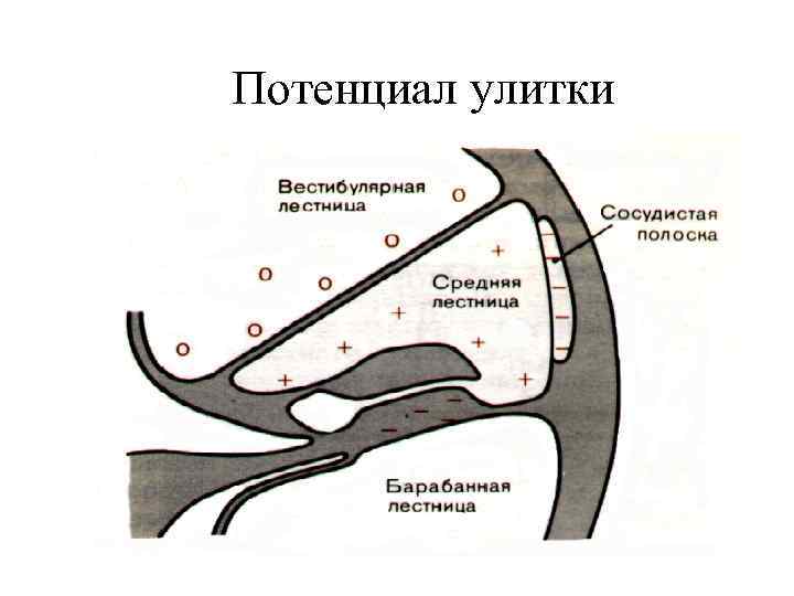 Потенциал улитки 