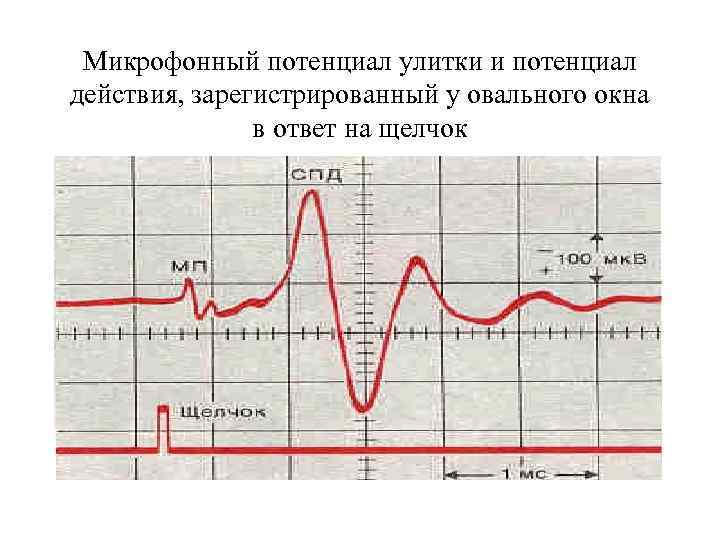 Микрофонный потенциал улитки и потенциал действия, зарегистрированный у овального окна в ответ на щелчок