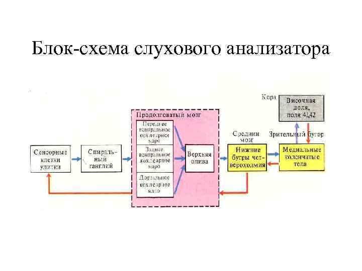 Блок-схема слухового анализатора 