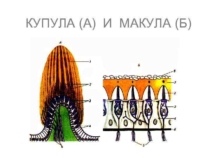 КУПУЛА (А) И МАКУЛА (Б) 