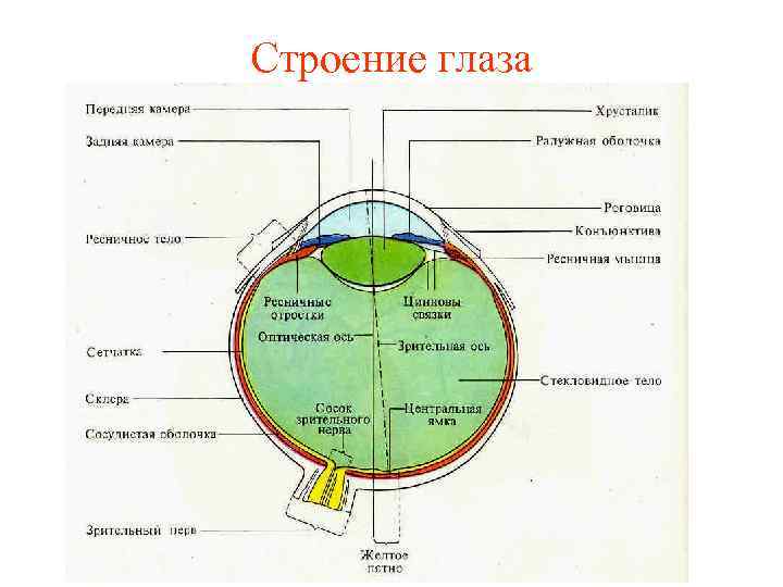 Строение глаза 