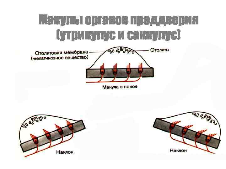 Макулы органов преддверия (утрикулус и саккулус) 