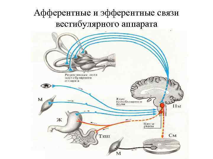 Афферентные и эфферентные связи вестибулярного аппарата 