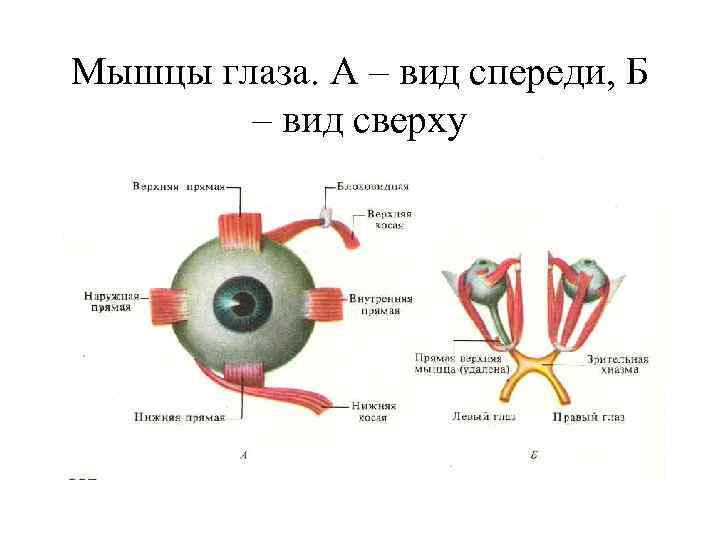 Мышцы глаза. А – вид спереди, Б – вид сверху 