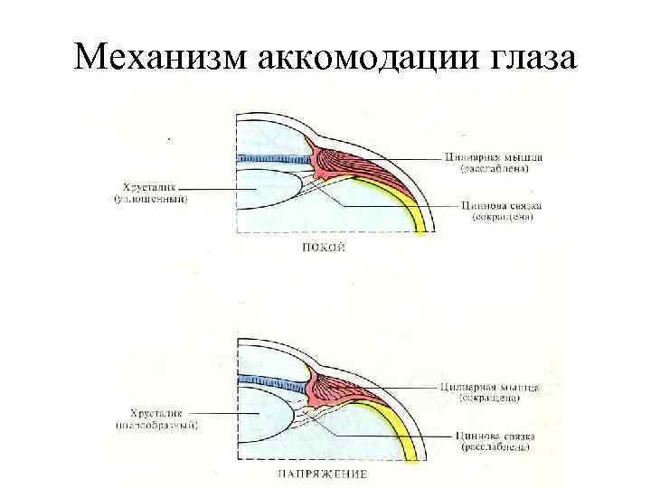 Механизм аккомодации глаза 