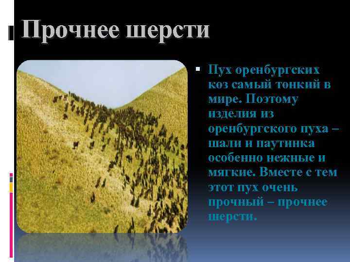 Прочнее шерсти Пух оренбургских коз самый тонкий в мире. Поэтому изделия из оренбургского пуха