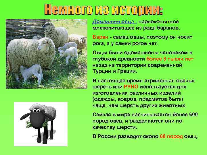 Домашняя овца - парнокопытное млекопитающее из рода баранов. Баран - самец овцы, поэтому он