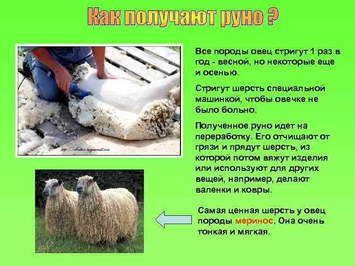 Все породы овец стригут 1 раз в год - весной, но некоторые еще и