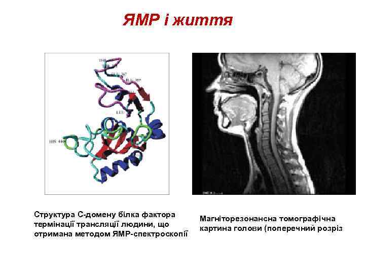 ЯМР і життя Структура С-домену білка фактора термінації трансляції людини, що отримана методом ЯМР-спектроскопії