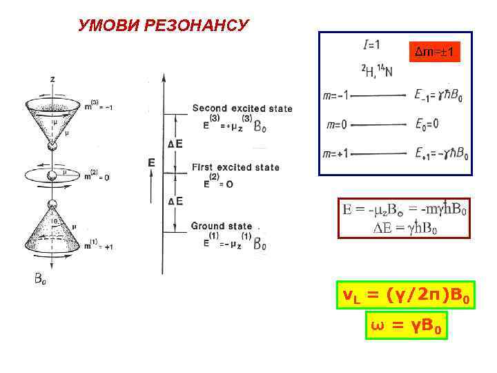 УМОВИ РЕЗОНАНСУ Δm=± 1 νL = (γ/2π)В 0 ω = γВ 0 
