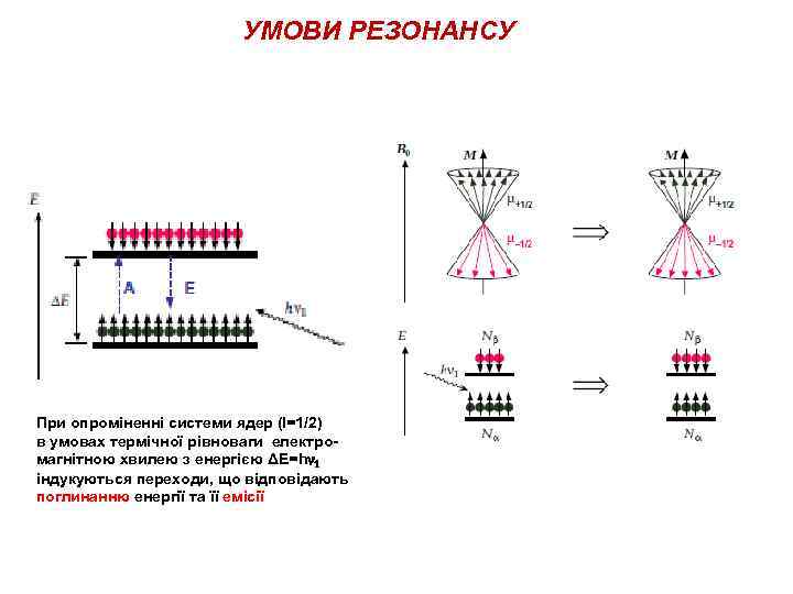 УМОВИ РЕЗОНАНСУ При опроміненні системи ядер (І=1/2) в умовах термічної рівноваги електромагнітною хвилею з