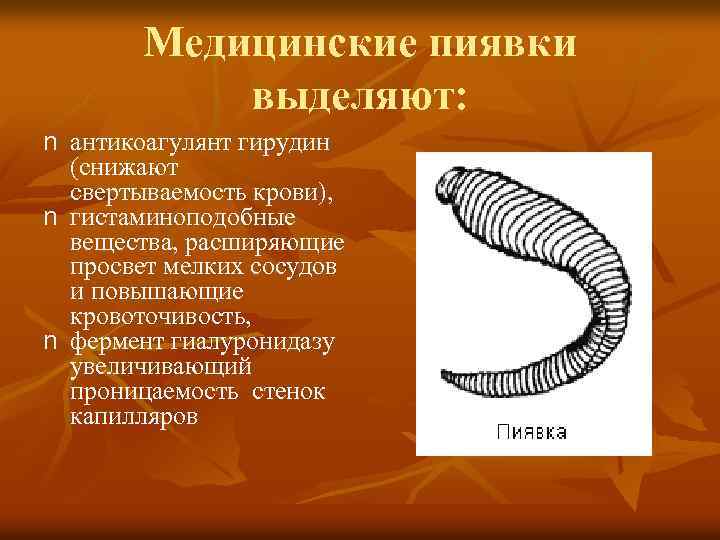 Медицинские пиявки выделяют: n антикоагулянт гирудин (снижают свертываемость крови), n гистаминоподобные вещества, расширяющие просвет