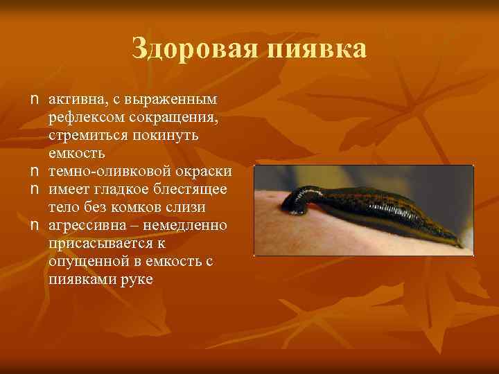 Здоровая пиявка n активна, с выраженным рефлексом сокращения, стремиться покинуть емкость n темно-оливковой окраски