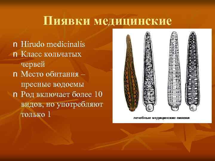Пиявки медицинские n Hirudo medicinalis n Класс кольчатых червей n Место обитания – пресные