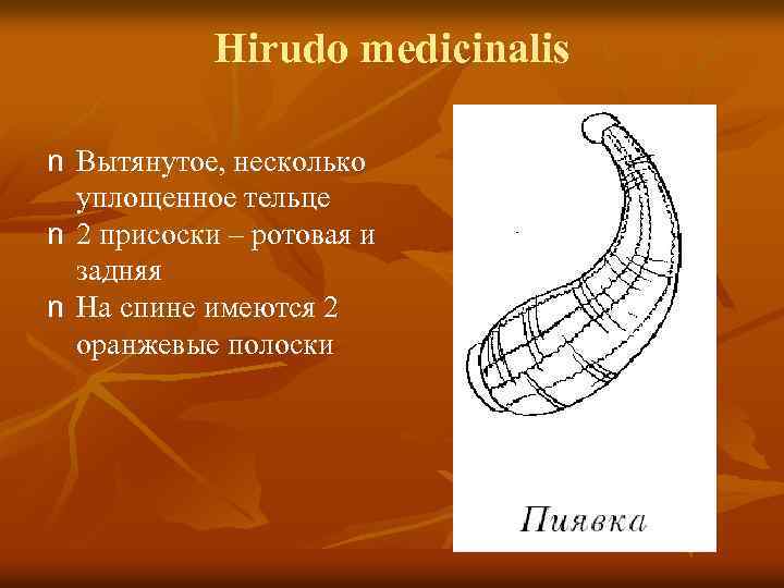 Hirudo medicinalis n Вытянутое, несколько уплощенное тельце n 2 присоски – ротовая и задняя