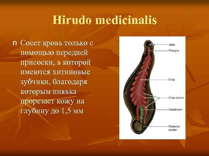 Hirudo medicinalis n Сосет кровь только с помощью передней присоски, в которой имеются хитиновые