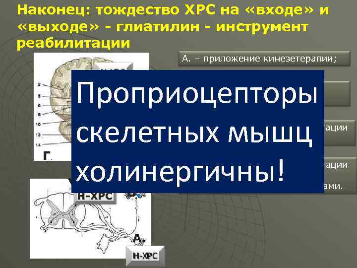 Наконец: тождество ХРС на «входе» и «выходе» - глиатилин - инструмент реабилитации А. –