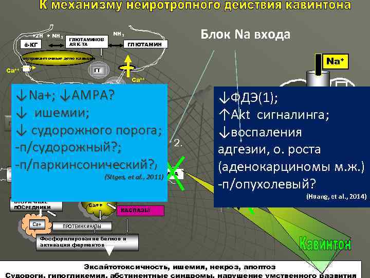 ά-КГ ГЛЮТАМИНОВ АЯ К-ТА Блок Na входа NH 3 ГЛЮТАМИН Na+ внутриклеточные депо кальция