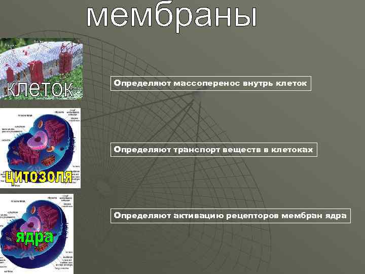 Определяют массоперенос внутрь клеток Определяют транспорт веществ в клетоках Определяют активацию рецепторов мембран ядра