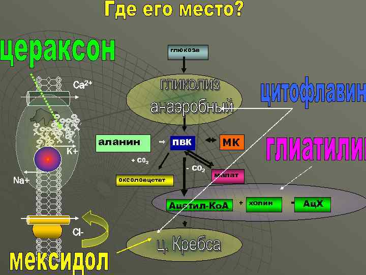 глюкоза Cа 2+ К+ аланин + С 02 оксолоацетат Na+ ПВК - С 02