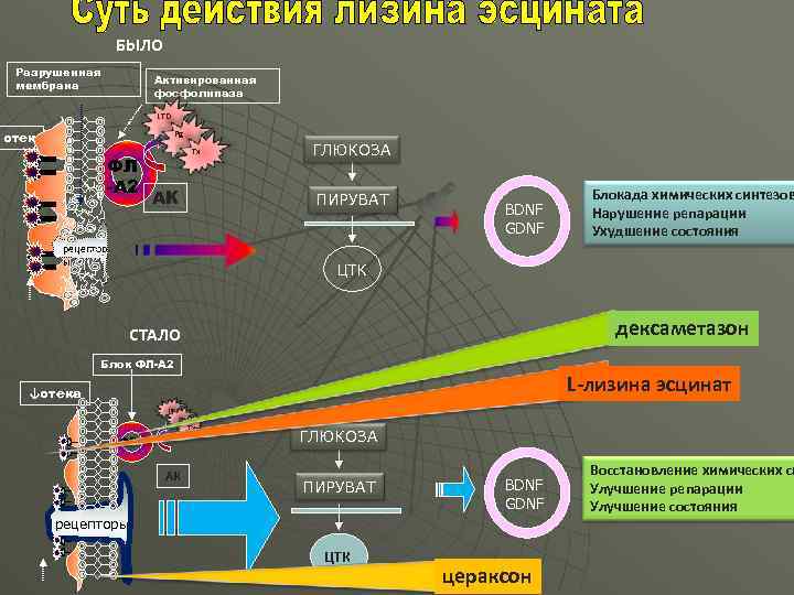 БЫЛО Разрушенная мембрана Активированная фосфолипаза LTD отек Pg ФЛ -А 2 Tx АК ГЛЮКОЗА