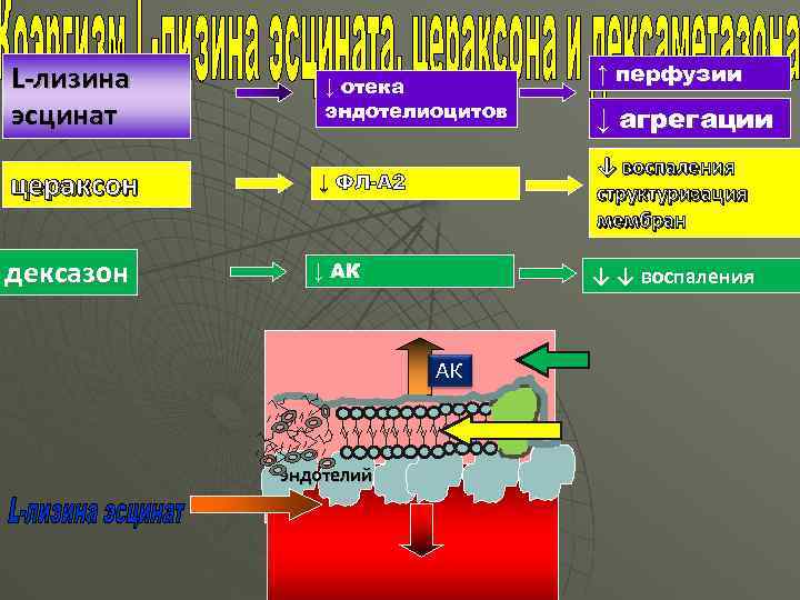 L-лизина эсцинат ↓ отека эндотелиоцитов цераксон ↓ ФЛ-А 2 дексазон ↓ агрегации ↓ воспаления