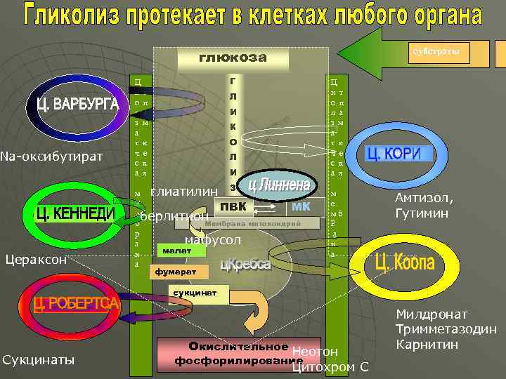 субстраты глюкоза Na-оксибутират Цераксон Г Ц и т о п л а з м