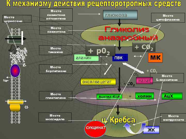 Место кавинтона актовегина Место цераксона глюкоза Место цитофлавина Место кавинтона Место тиамина + р02