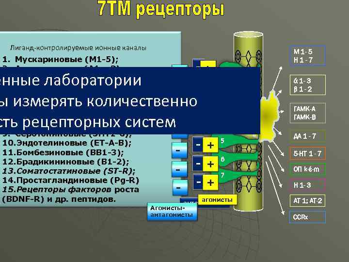 Лиганд-контролируемые ионные каналы 1. Мускариновые (М 1 -5); 2. Аденозиновые (А 1 – 3);