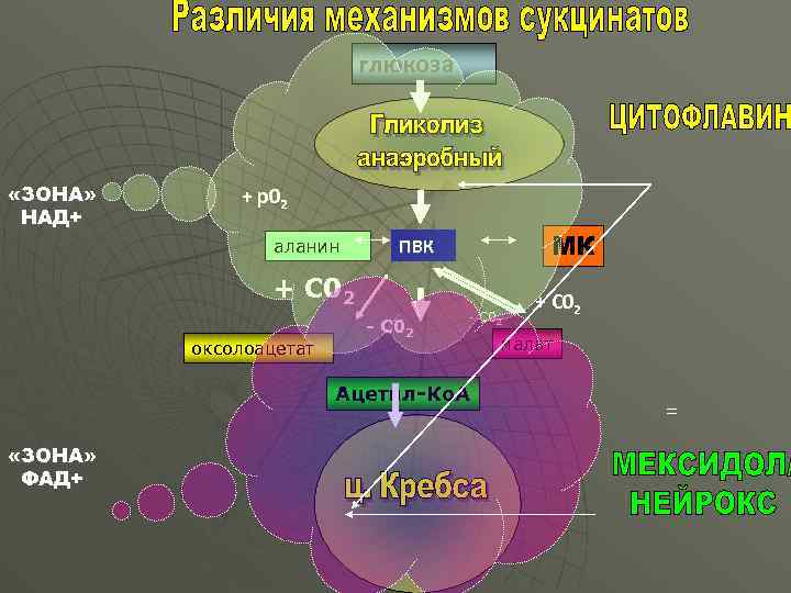 глюкоза «ЗОНА» НАД+ + р02 аланин МК ПВК + С 02 оксолоацетат - С