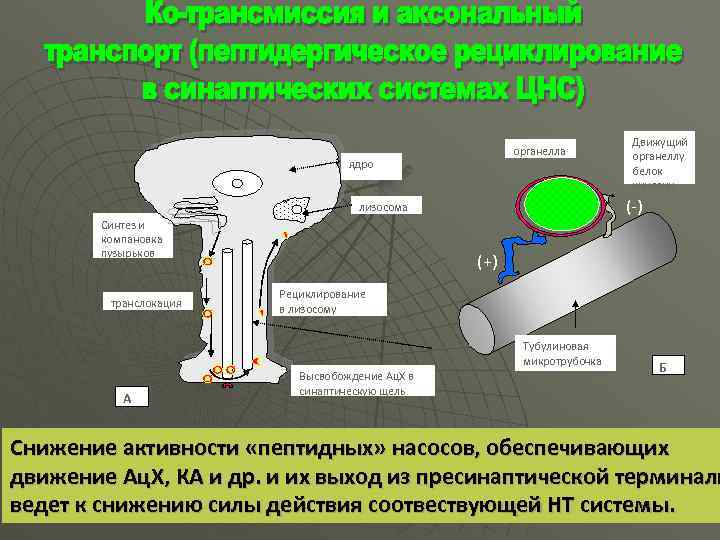 органелла ядро (-) лизосома Синтез и компановка пузырьков транслокация (+) Рециклирование в лизосому Тубулиновая